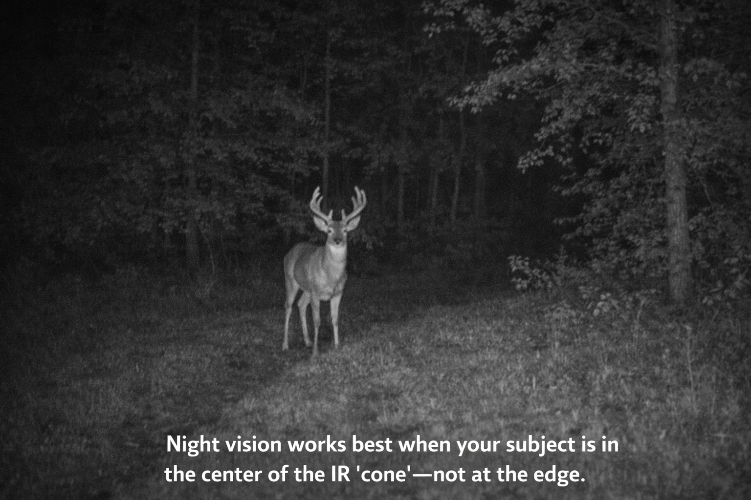 Night vision style scene of deer near treeline captured by trail camera with infrared illumination